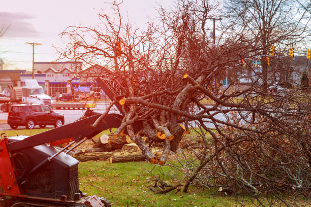 How Our Tree Care Process Works  in  Upper Montclair, NJ