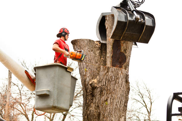 Best Hazardous Tree Removal  in Upper Montclair, NJ